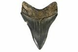 Serrated, Fossil Megalodon Tooth - South Carolina #182849-1